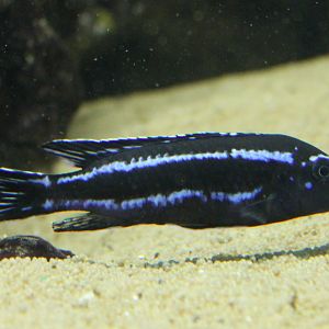 Melanochromis species