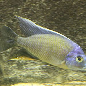 Cichlid ID