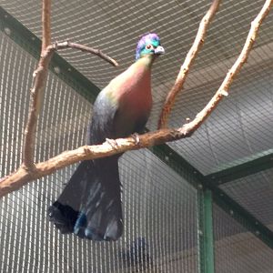 Purple crested turaco