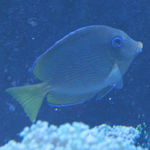 Ctenochaetus binotatus