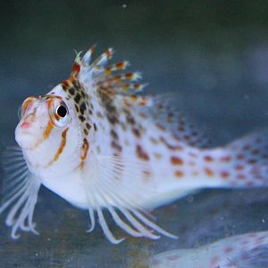 Cirrhitichthys falco - Dwarf hawkfish