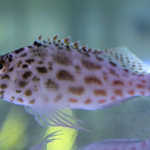 Cirrhitichthys oxycephalus - Pixy hawkfish