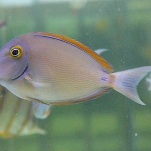 Acanthurus bariene