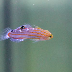 Amblygobius rainfordi