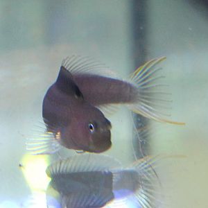 Blennie -goby ID