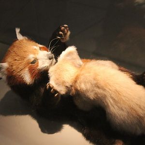 Red panda with cub