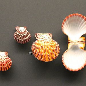 Shells