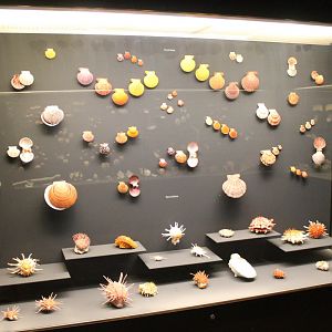 Part of the Shell-collection