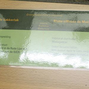 Hissing cockroach-sign