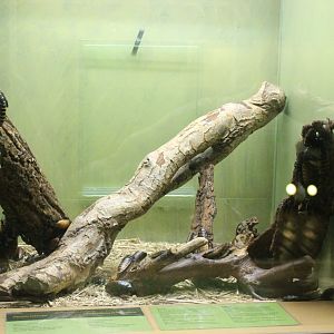 Enclosure Hissing cockroach