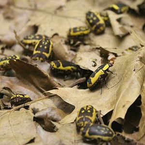 Pachnoda fissipuncta aemula - Flower beetles