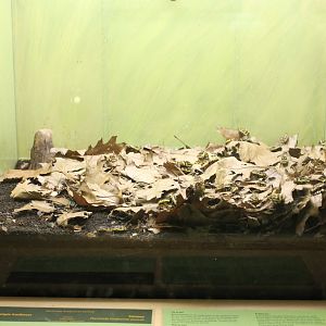 Enclosure Flower beetle