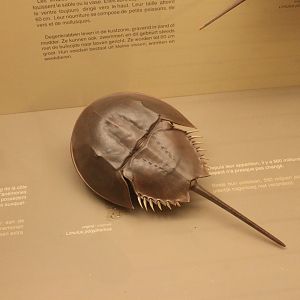 Horseshoe crab