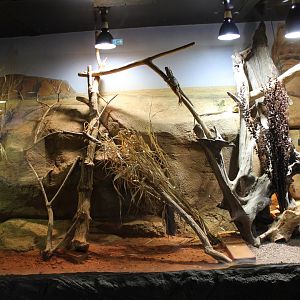 Enclosure Plated lizard - Frill-neckedlLizard
