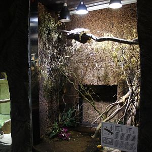 Enclosure Bronze skink