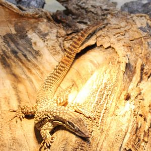 Spiny-tailed monitor