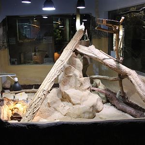 Enclosure Spiny-tailed monitor