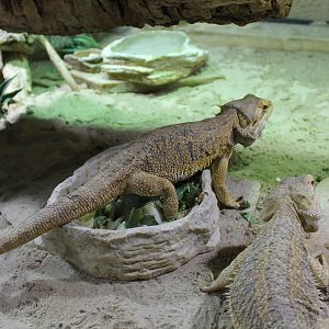 Bearded dragons