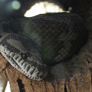 Darwin carpet python