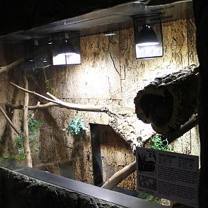 Enclosure Darwin carpet python