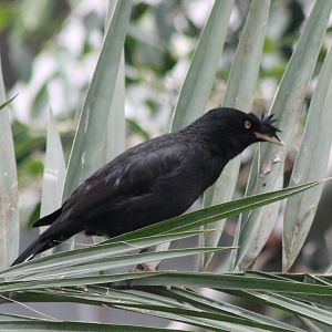 Crested mynah