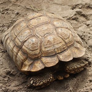 African spurred tortoise