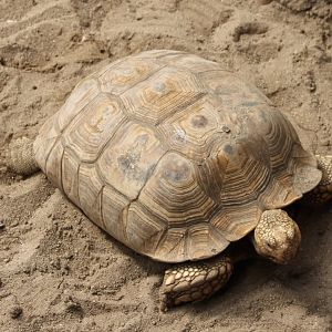 African spurred tortoise