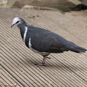 Wonga pigeon