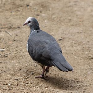 Wonga pigeon
