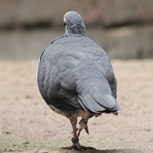 Wonga pigeon