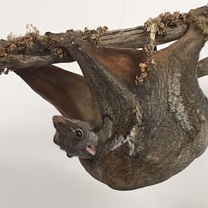 Malayan colugo (Cynocephalus variegatus peninsulae)