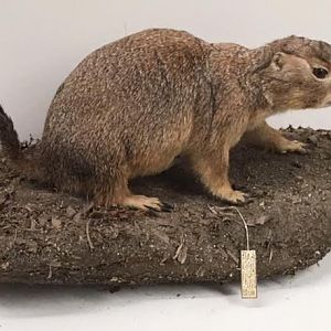 Mexican prairie dog (Cynomys mexicanus)