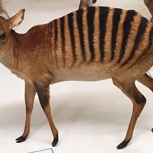 Zebra duiker (Cephalophus zebra)