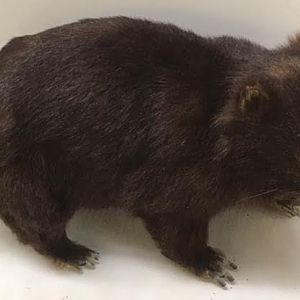 Common wombat (Vombatus ursinus)