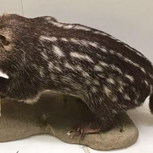 Pacarana (Dinomys branickii)