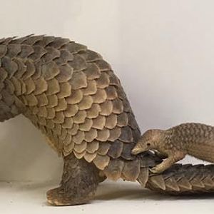 Sunda pangolin (Manis javanica)