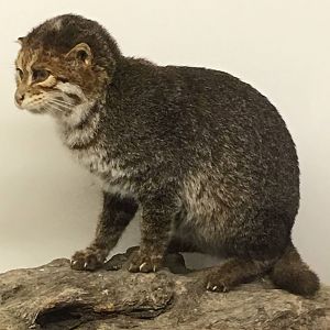 Flat-headed cat (Prionailurus planiceps)