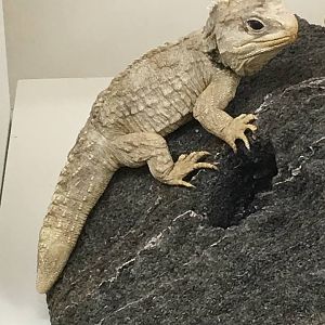 Tuatara (Sphenodon punctatus)