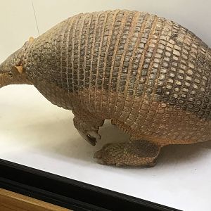 Giant armadillo (Priodontes maximus)
