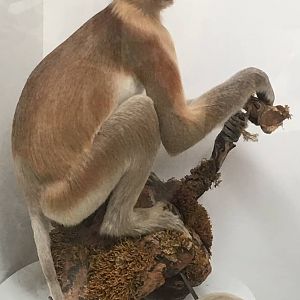Eastern proboscis monkey (Nasalis larvatus orientalis)