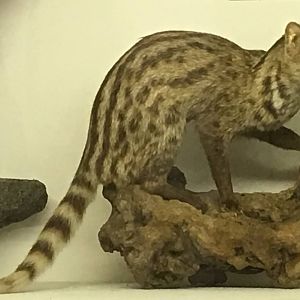 Small indian civet (Viverricula indica thai)