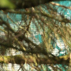 Javan green magpie - 1/4/17