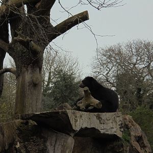 Andean bear mother on ground