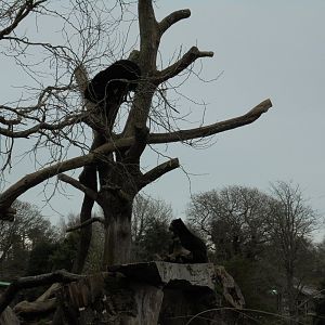 Andean bears (Tremarctos ornatus) in tree