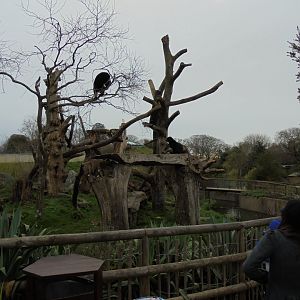 Andean bear (Tremarctos ornatus) in tree