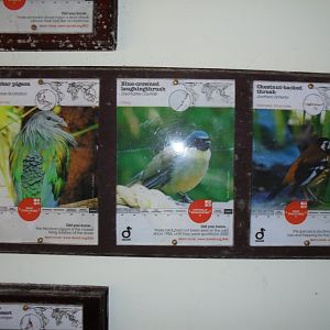 Some of the inhabitants of the Jewels of the Forest