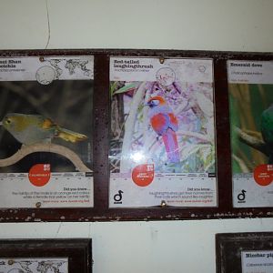 Some of the inhabitants of the Jewels of the Forest