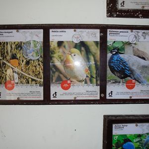 Some of the inhabitants of the Jewels of the Forest