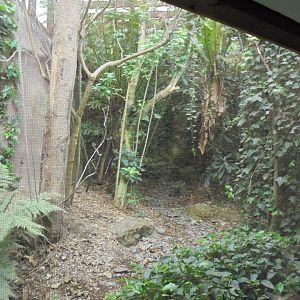 Sumatran laughingthrush (Garrulax bicolor)