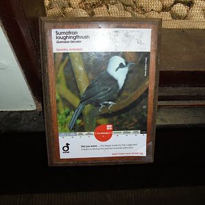 Sign from the Sumatran laughingthrush exhibit